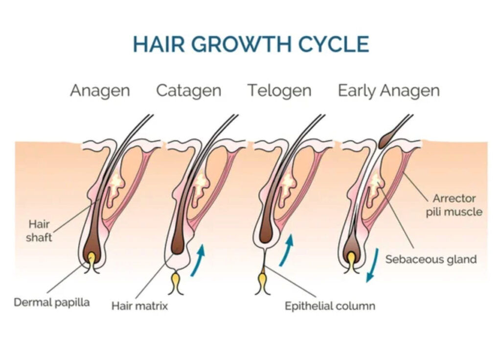 Effective Hair Fall Treatment - Unlock Healthy Hair